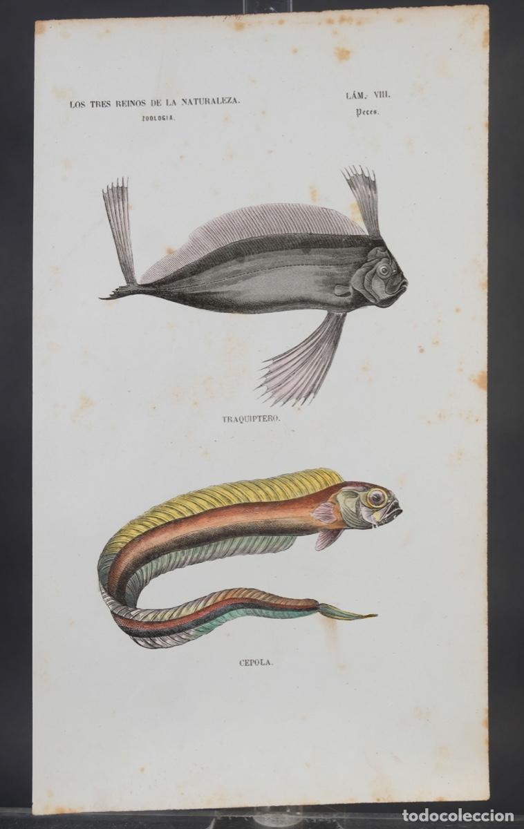 Arte: Grabado coloreado a manos de Los Tres Reinos de la naturaleza, zoologia peces, mediados siglo XIX