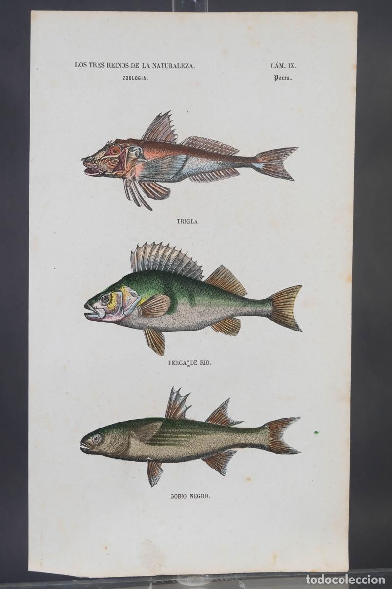 Arte: Grabado coloreado a manos de Los Tres Reinos de la naturaleza, zoologia peces, mediados siglo XIX