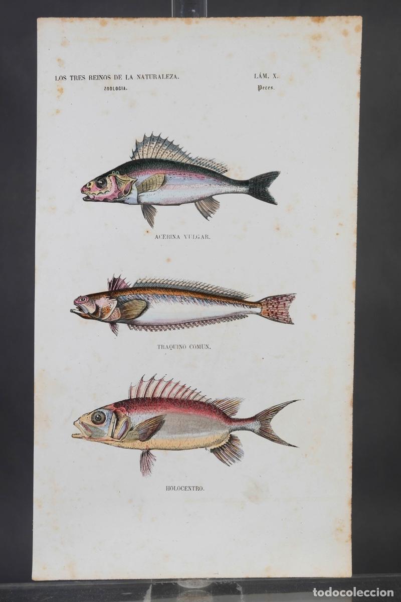 Arte: Grabado coloreado a manos de Los Tres Reinos de la naturaleza, zoologia peces, mediados siglo XIX