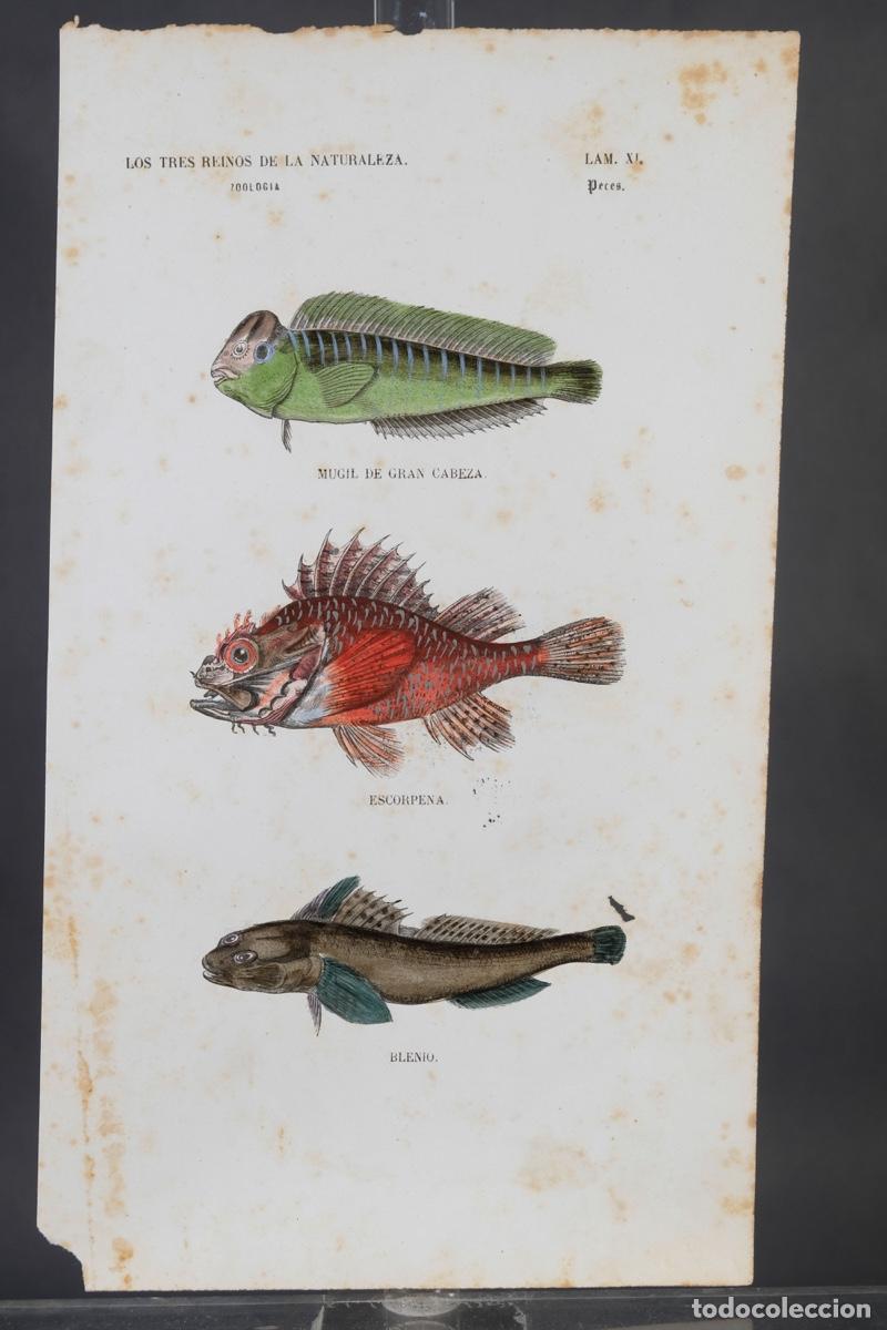 Arte: Grabado coloreado a manos de Los Tres Reinos de la naturaleza, zoologia peces, mediados siglo XIX