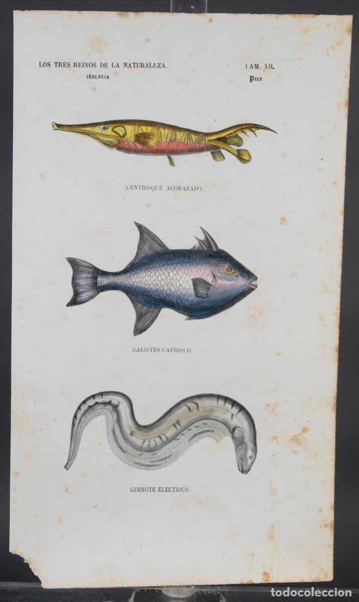Arte: Grabado coloreado a manos de Los Tres Reinos de la naturaleza, zoologia peces, mediados siglo XIX