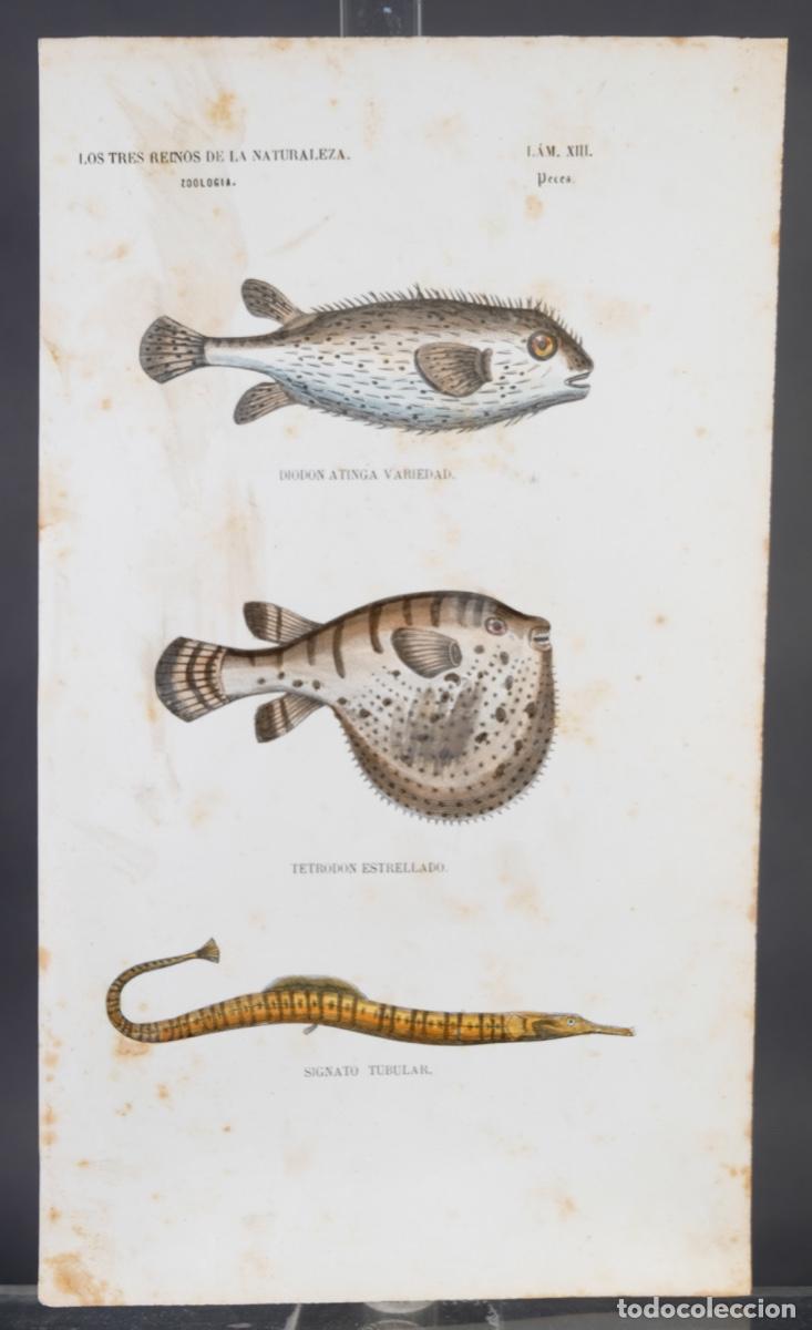Arte: Grabado coloreado a manos de Los Tres Reinos de la naturaleza, zoologia peces, mediados siglo XIX