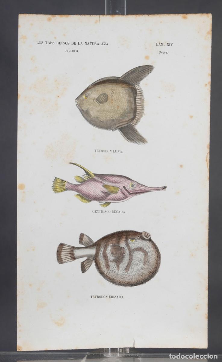 Arte: Grabado coloreado a manos de Los Tres Reinos de la naturaleza, zoologia peces, mediados siglo XIX