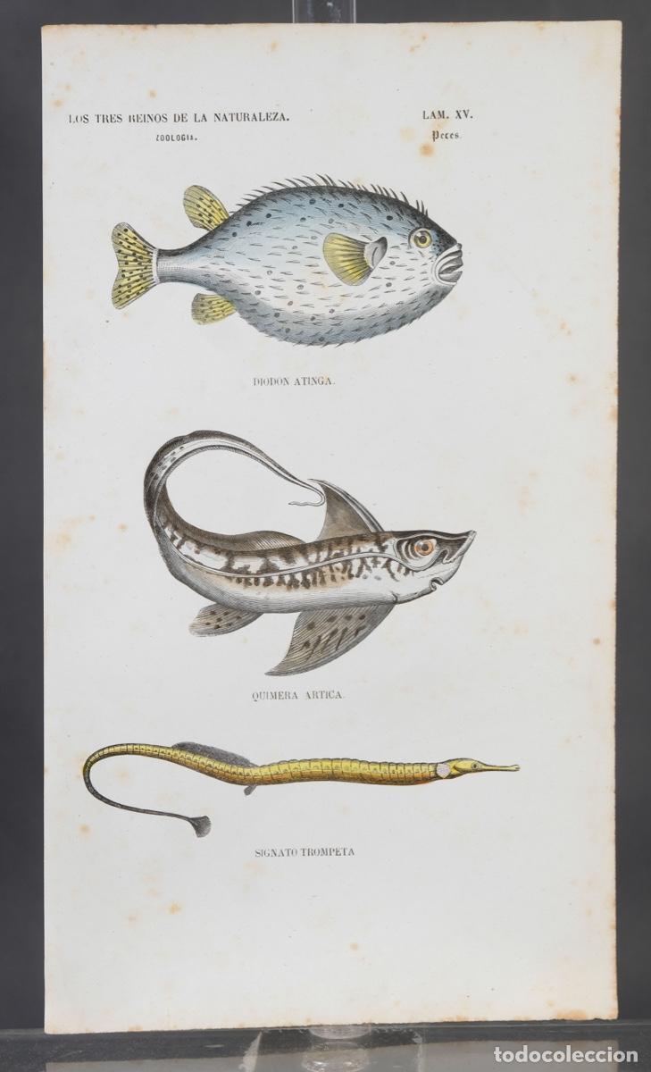 Arte: Grabado coloreado a manos de Los Tres Reinos de la naturaleza, zoologia peces, mediados siglo XIX