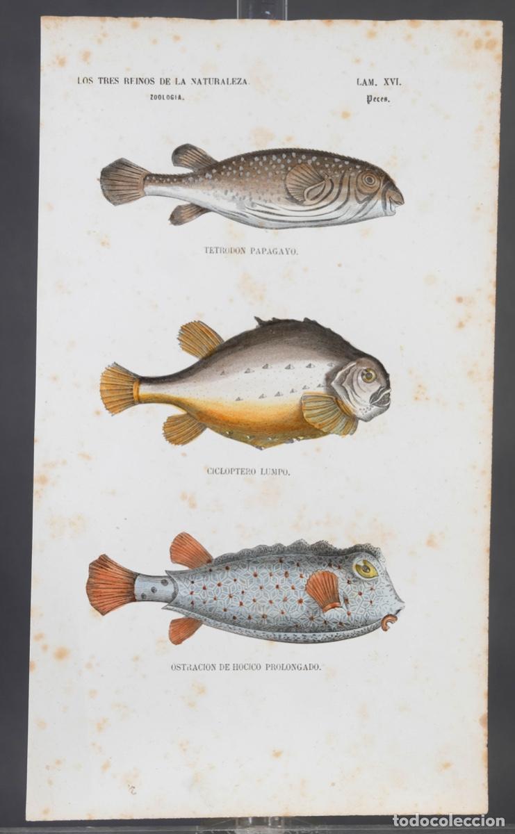 Arte: Grabado coloreado a manos de Los Tres Reinos de la naturaleza, zoologia peces, mediados siglo XIX