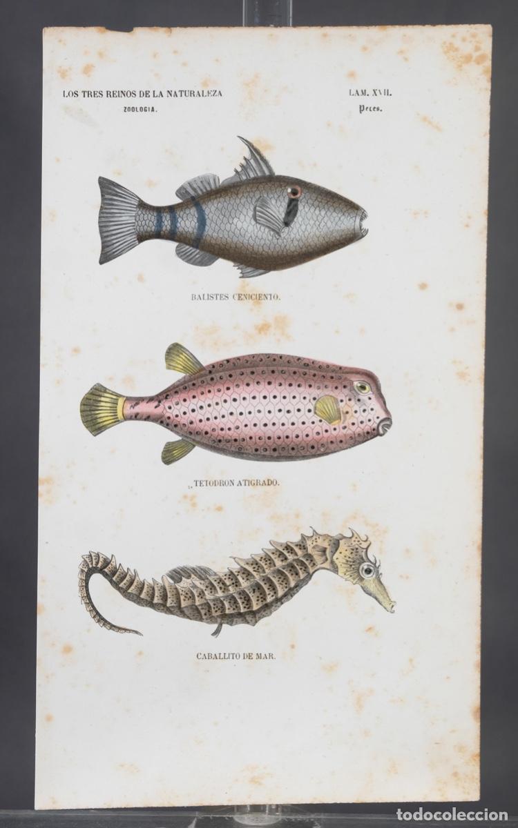 Arte: Grabado coloreado a manos de Los Tres Reinos de la naturaleza, zoologia peces, mediados siglo XIX
