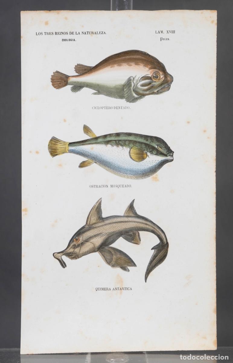 Arte: Grabado coloreado a manos de Los Tres Reinos de la naturaleza, zoologia peces, mediados siglo XIX