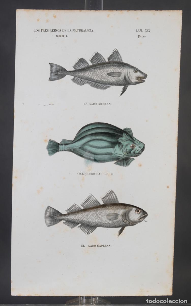 Arte: Grabado coloreado a manos de Los Tres Reinos de la naturaleza, zoologia peces, mediados siglo XIX