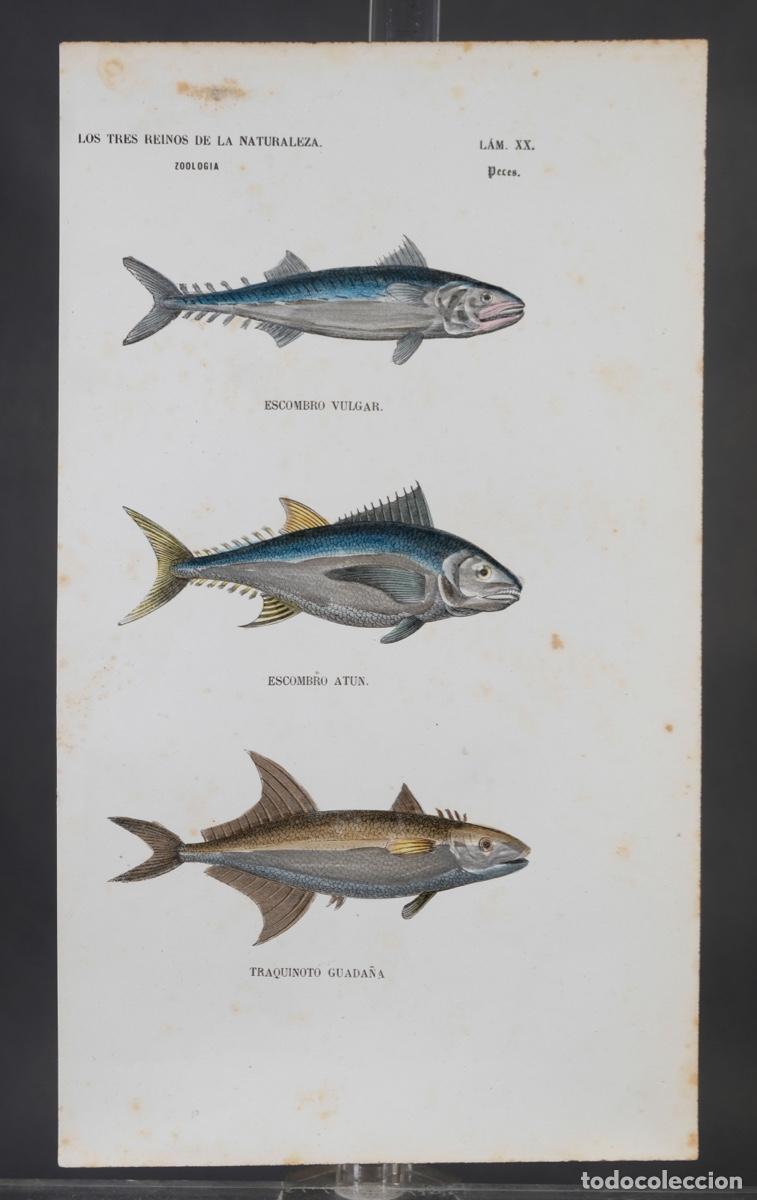 Arte: Grabado coloreado a manos de Los Tres Reinos de la naturaleza, zoologia peces, mediados siglo XIX