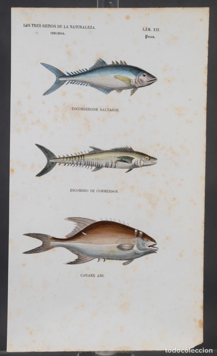 Arte: Grabado coloreado a manos de Los Tres Reinos de la naturaleza, zoologia peces, mediados siglo XIX