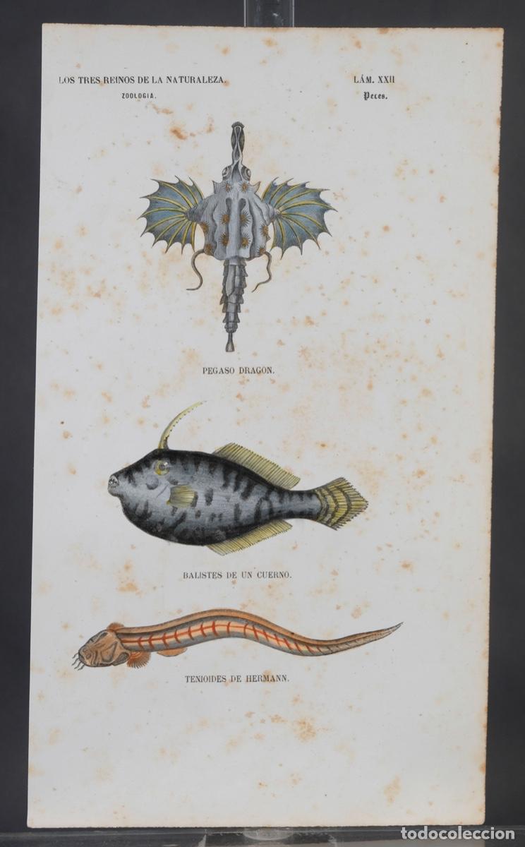 Arte: Grabado coloreado a manos de Los Tres Reinos de la naturaleza, zoologia peces, mediados siglo XIX