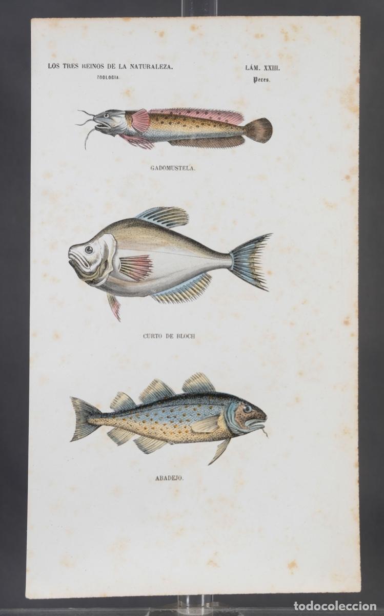 Arte: Grabado coloreado a manos de Los Tres Reinos de la naturaleza, zoologia peces, mediados siglo XIX