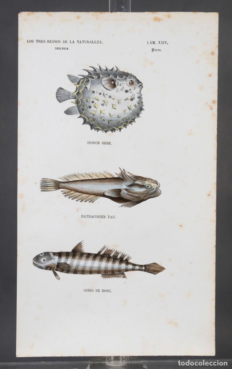 Arte: Grabado coloreado a manos de Los Tres Reinos de la naturaleza, zoologia peces, mediados siglo XIX