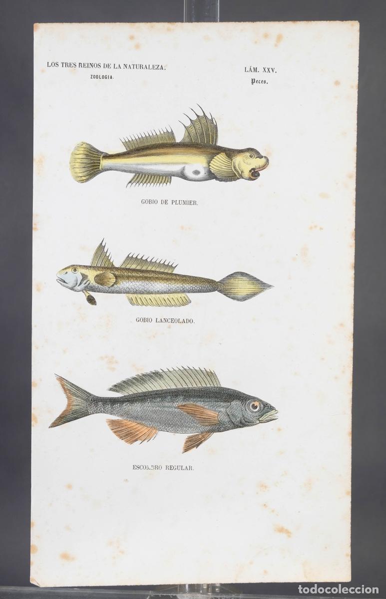 Arte: Grabado coloreado a manos de Los Tres Reinos de la naturaleza, zoologia peces, mediados siglo XIX