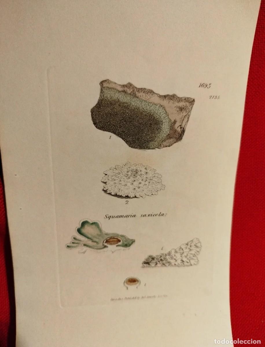 Arte: 1836. Lote grabados. Algas. - Foto 2