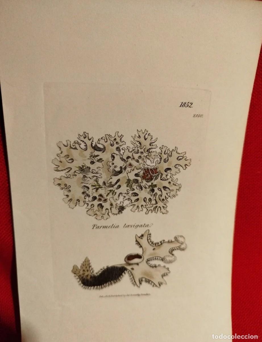 Arte: 1836. Lote grabados. Algas. - Foto 3