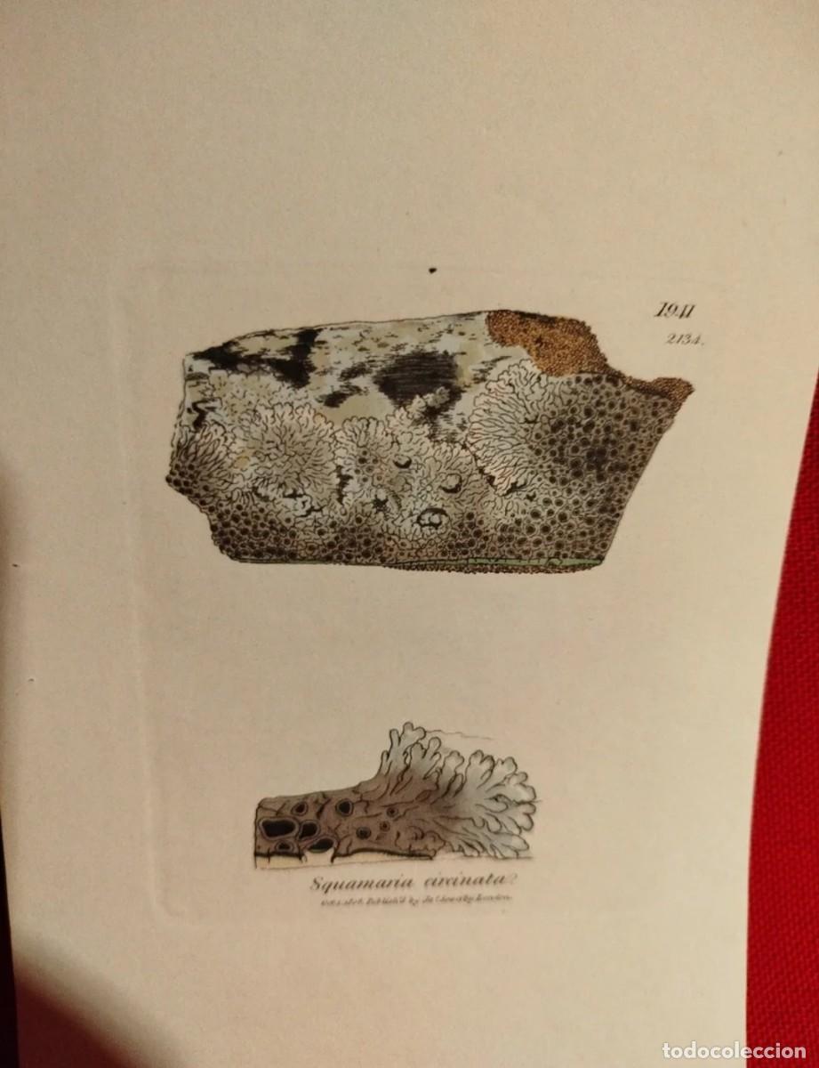 Arte: 1836. Lote grabados. Algas. - Foto 4