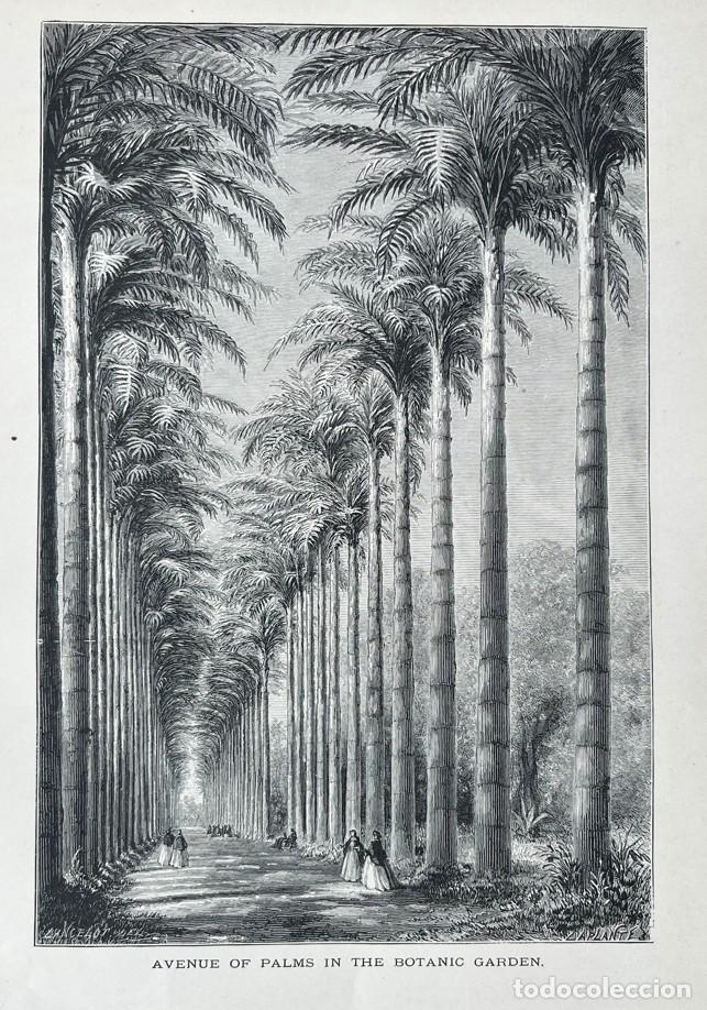Kunst: Jard&iacute;n bot&aacute;nico y paseo de R&iacute;o Janeiro (Brasil), hacia 1880. Lacelot/Leplante
