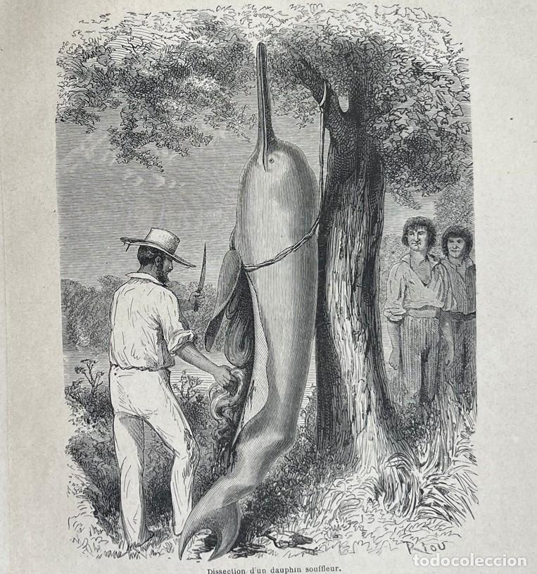 Kunst: Paisaje cerca de Nauta (Per&uacute;, Am&eacute;rica del sur) y delf&iacute;n del Amazonas, 1866. Riou/Laly