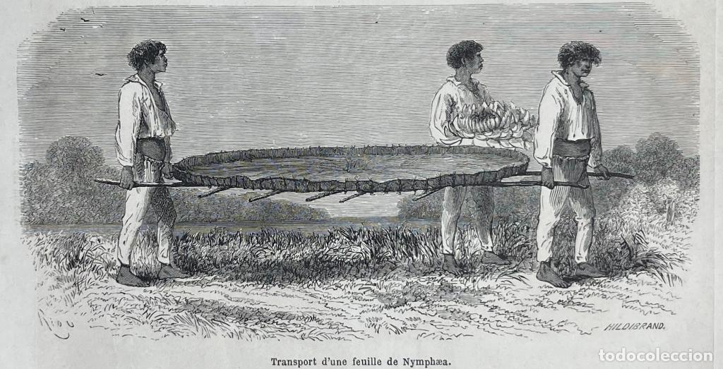 Kunst: Lago de Nu&ntilde;a y transporte de hojas de nymphaea (Per&uacute;), 1862. Riou/sargent/Hildibrand