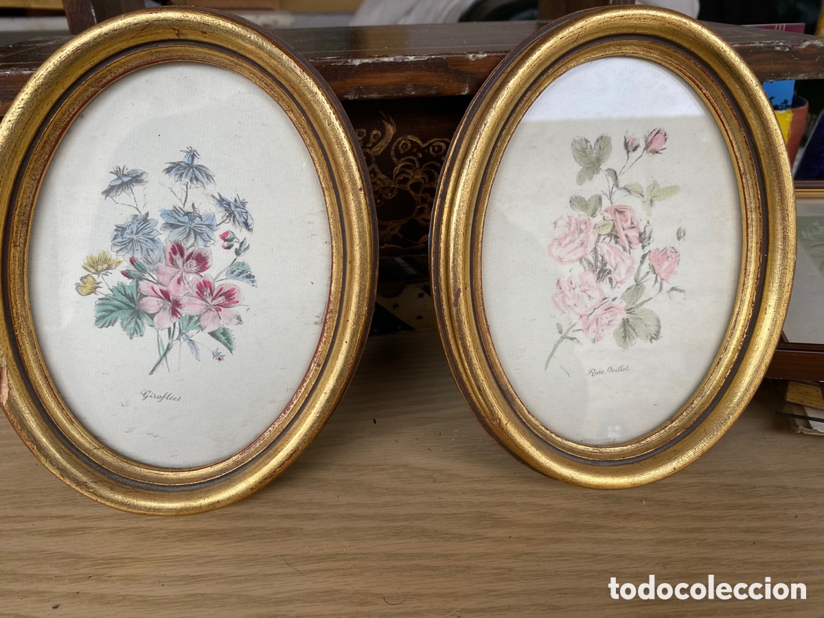 Art: Pareja de Cuadros Ovalados Vintage - L&aacute;minas Bot&aacute;nicas con Marco Dorado - Estilo Cl&aacute;sico