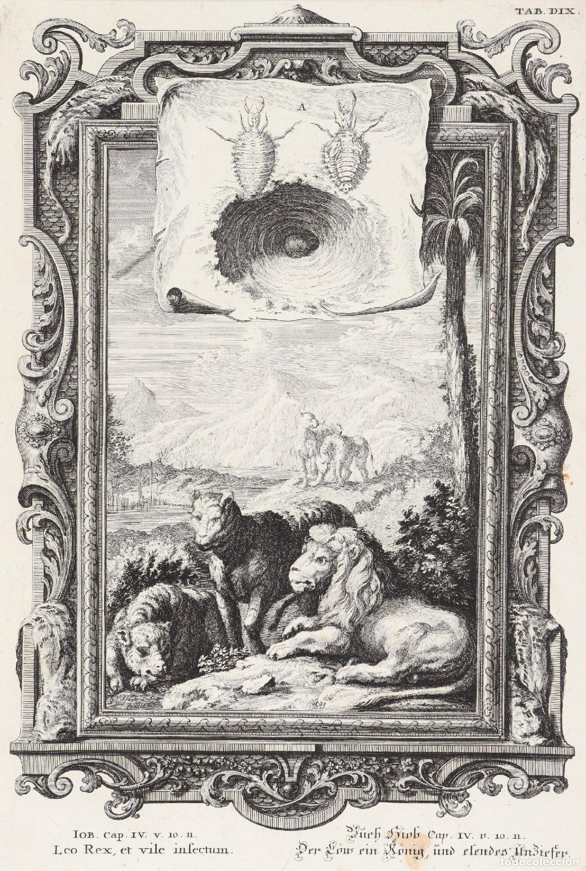 Arte: Leones e insectos - Pfeffel, Johann Andreas (1674-1748) - Foto 1