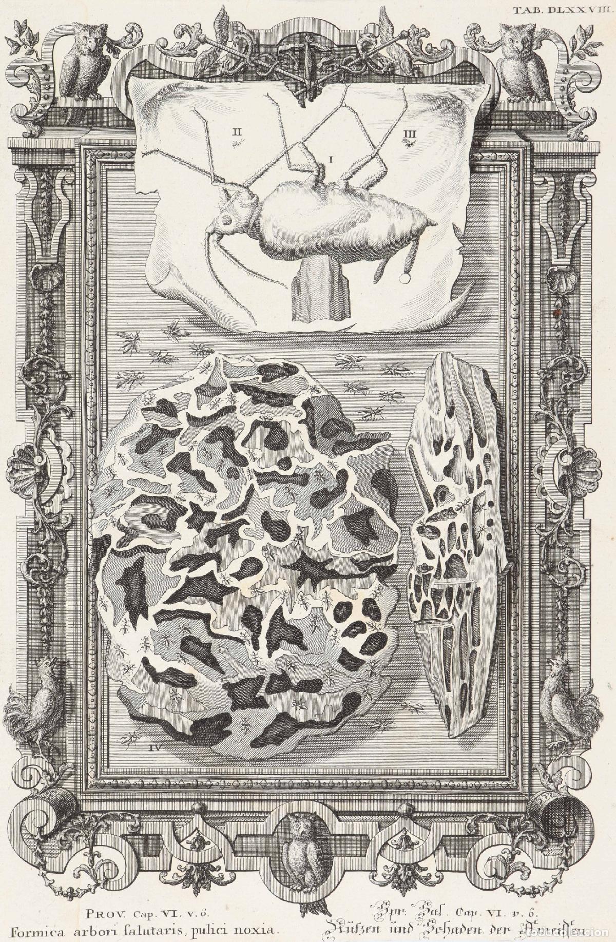Arte: Termitero - Pfeffel, Johann Andreas (1674-1748) - Foto 1