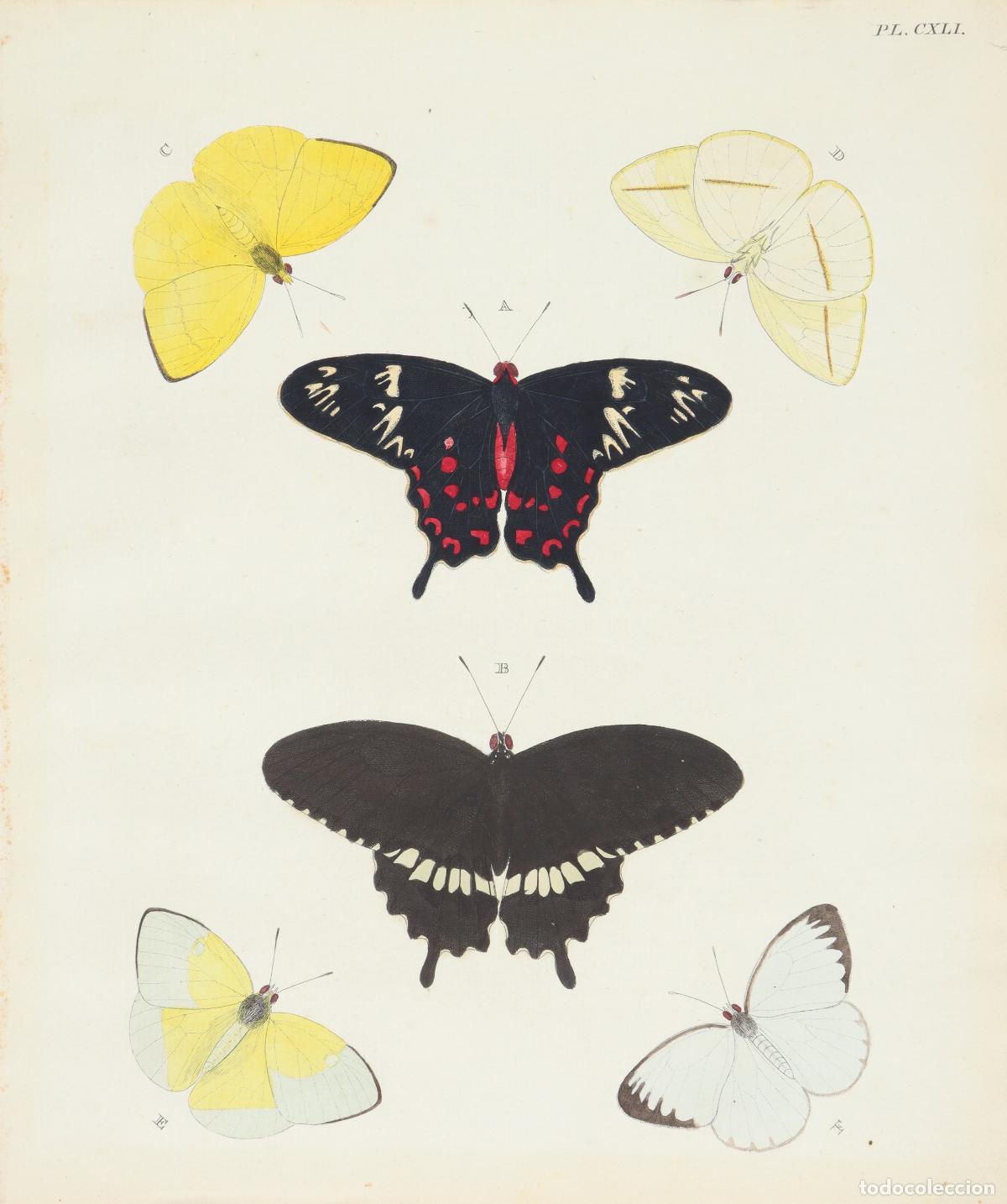 Arte: Pareja de estampas de mariposas - Foto 2