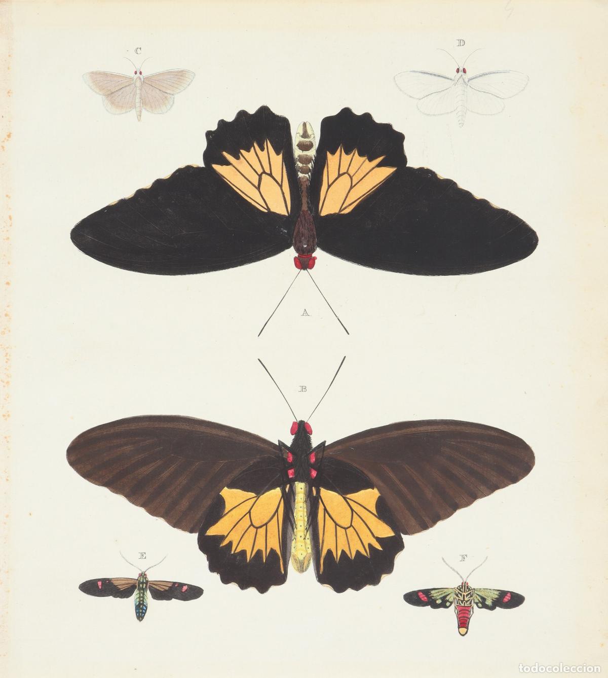 Arte: Pareja de estampas de mariposas - Foto 1