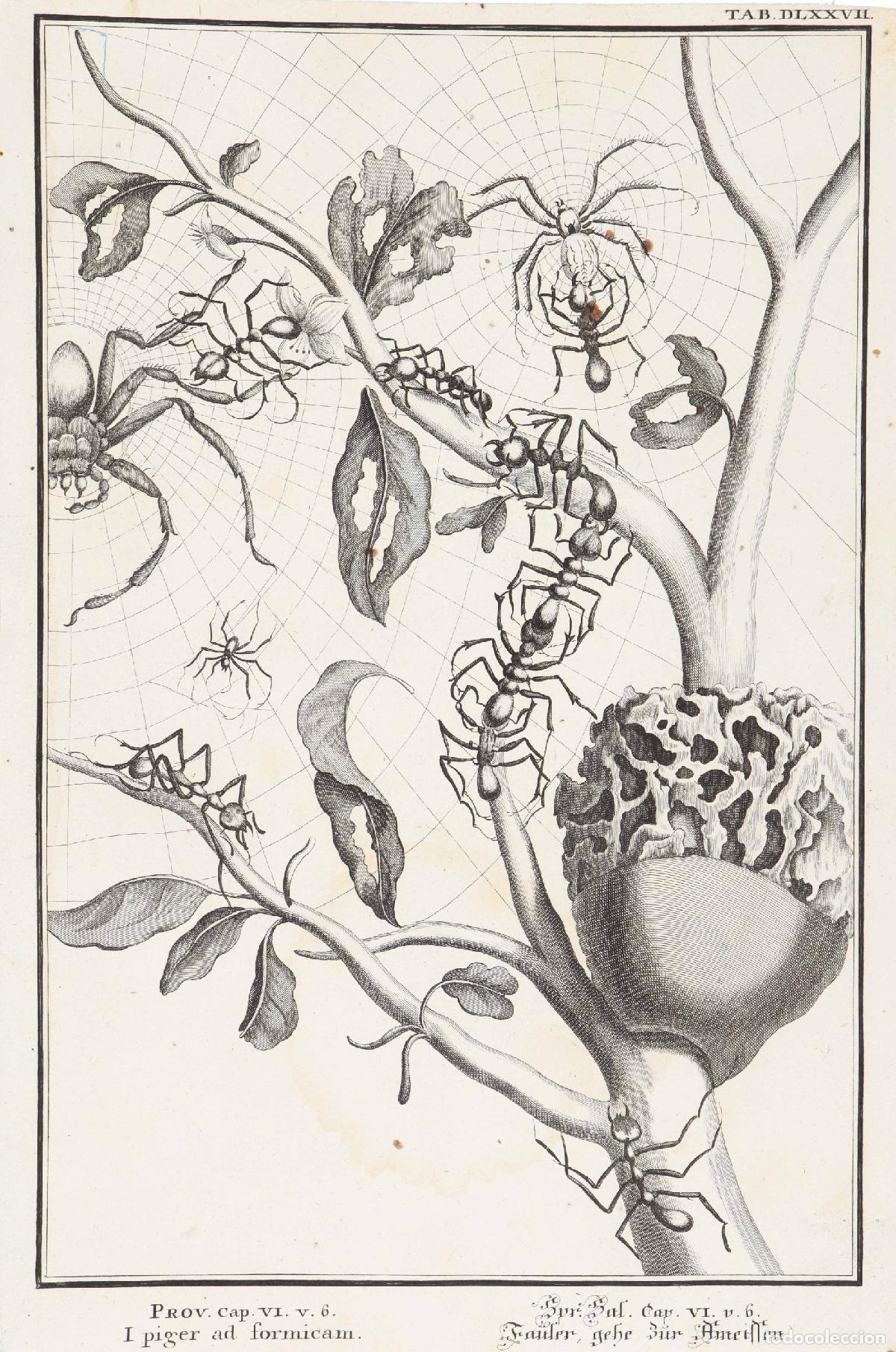 Arte: Hormigas y ara&ntilde;as - Pfeffel, Johann Andreas (1674-1748) - Foto 1