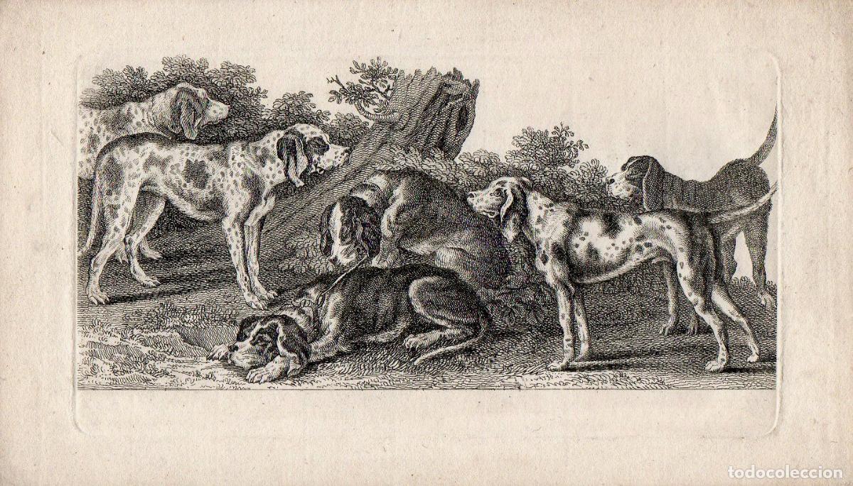 Arte: Perros de caza - Roberts, Henry (c. 1710-1790) - Foto 2