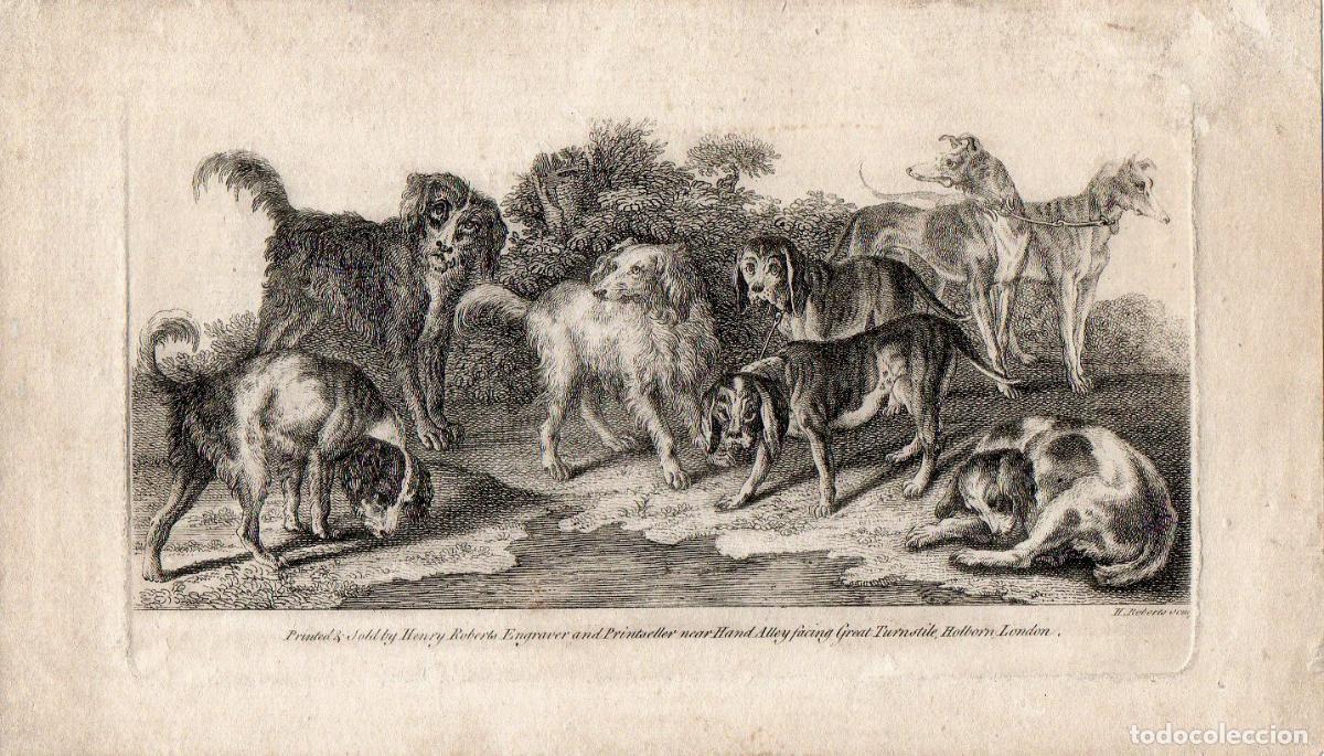 Arte: Perros de caza - Roberts, Henry (c. 1710-1790) - Foto 1