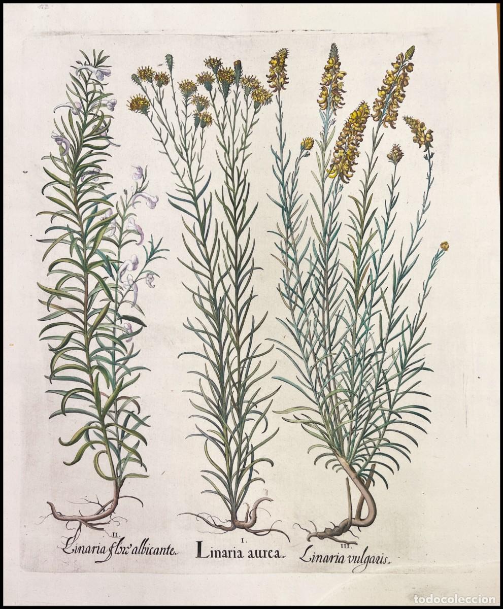 Arte: BASILIUS BESLER - LINARIA AUREA - 1640 - Foto 1