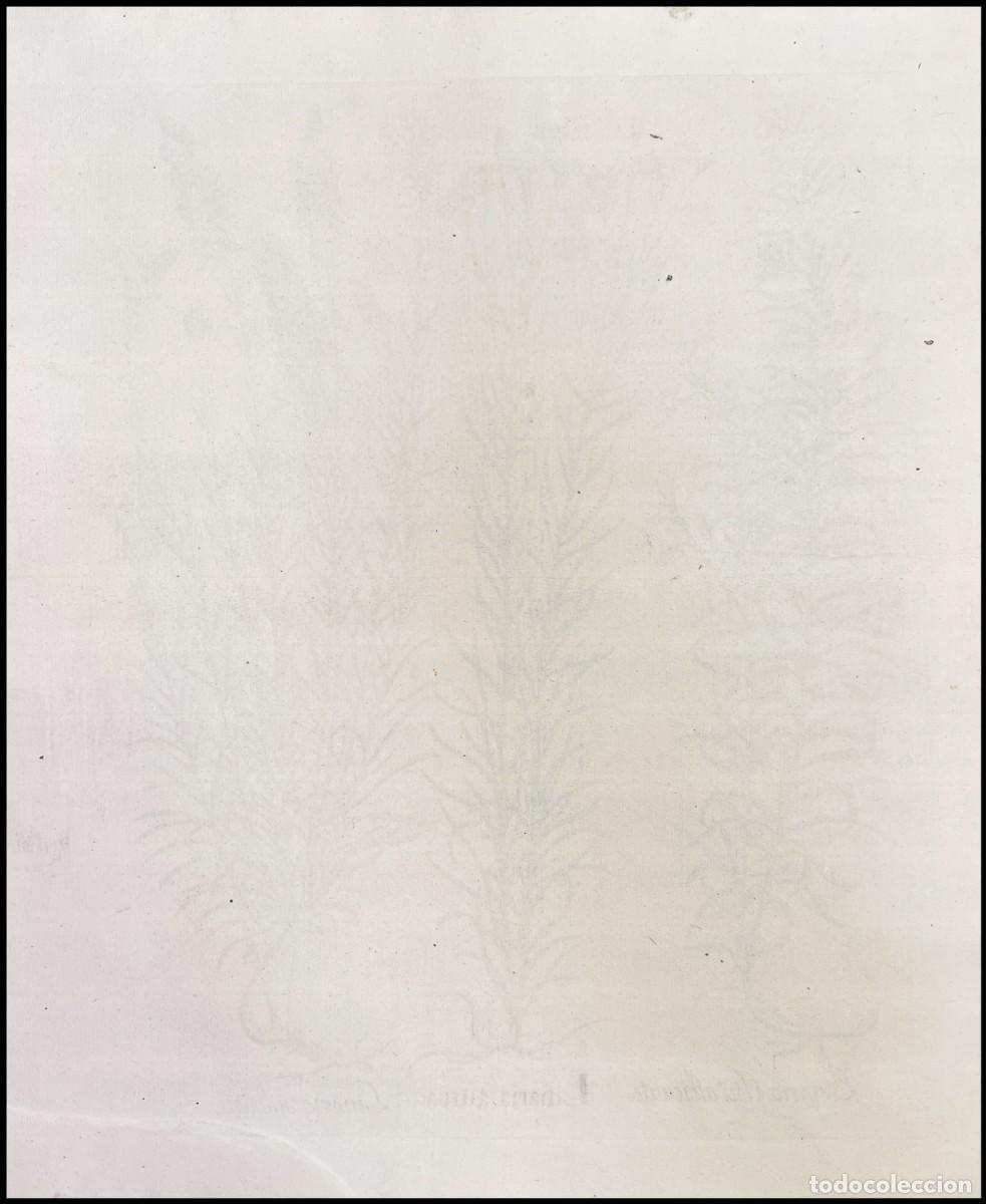 Arte: BASILIUS BESLER - LINARIA AUREA - 1640 - Foto 2