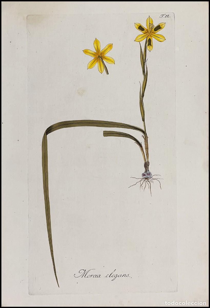 Arte: NIKOLAUS JOSEPH JACQUIN - MORCEA ELEGANS - A&Ntilde;O 1797 - Foto 1