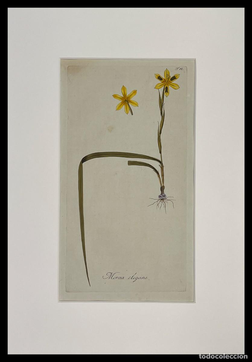 Arte: NIKOLAUS JOSEPH JACQUIN - MORCEA ELEGANS - A&Ntilde;O 1797 - Foto 2