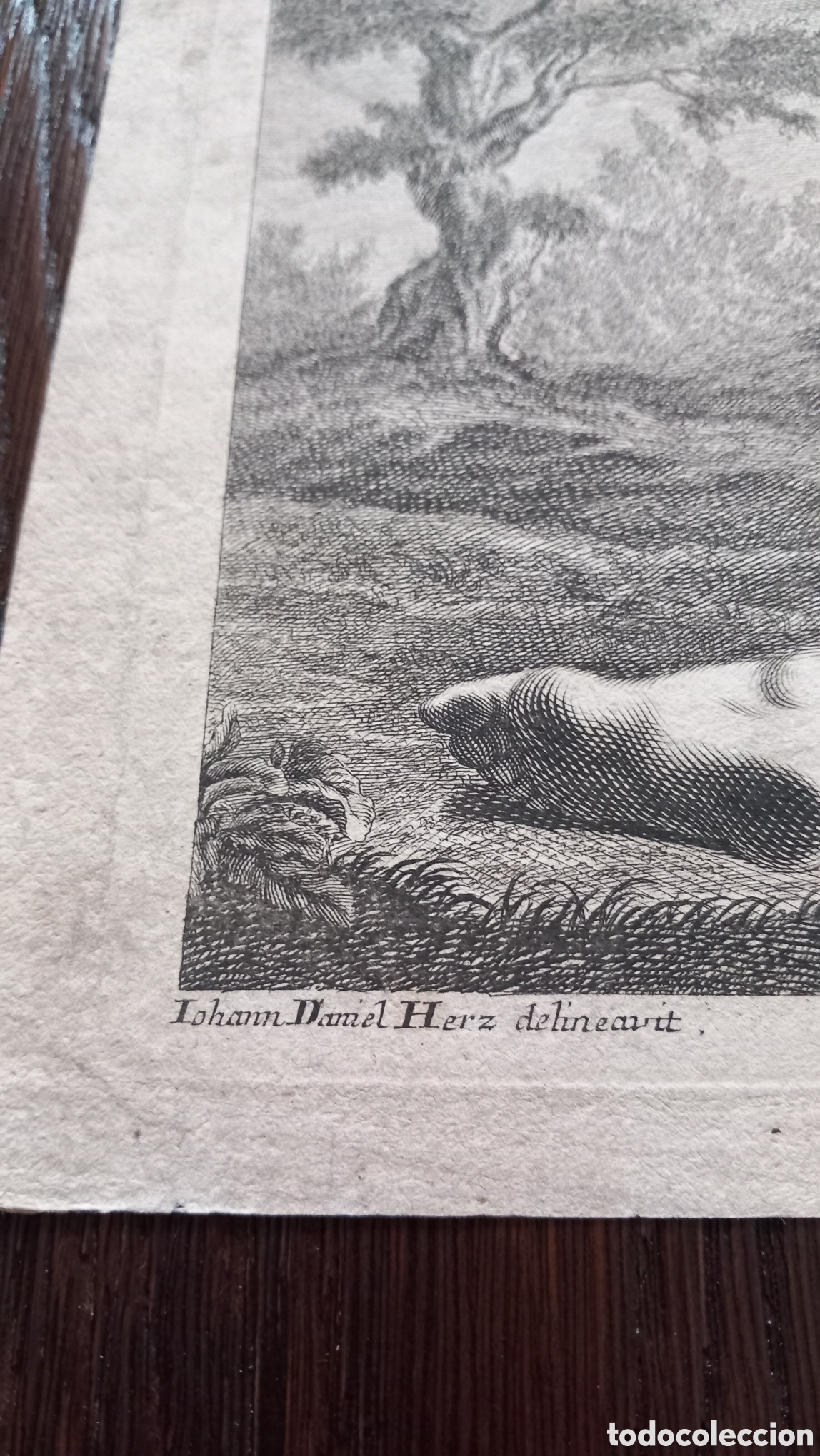 Arte: Grabado de el siglo XVIII - Foto 3
