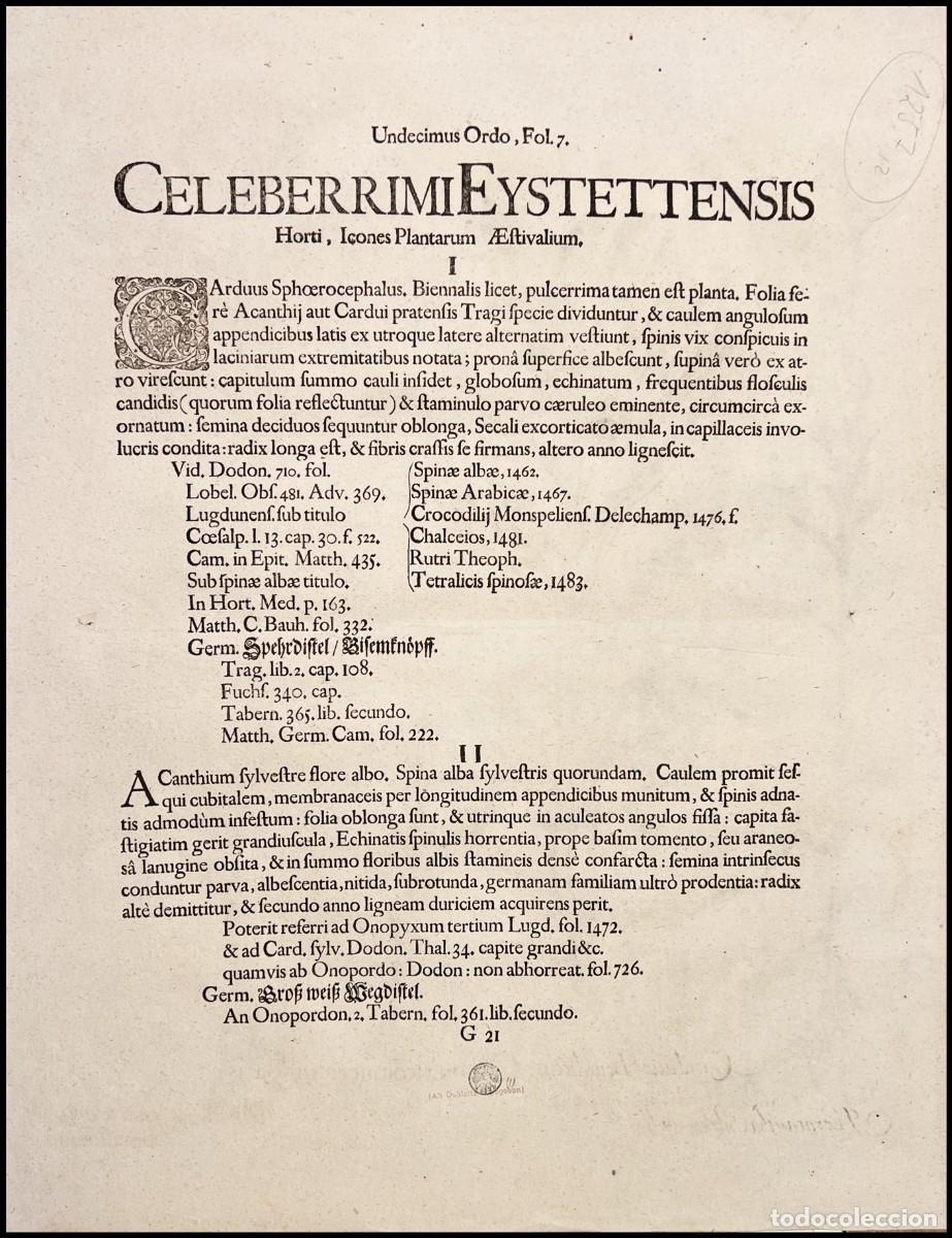 Arte: BASILIUS BESLER - CARDUUS BENEDICTUS - 1713 - Foto 2