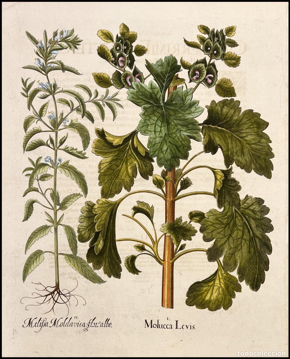 Arte: BASILIUS BESLER - MOLUCCA LEVIS - 1713 - Foto 1