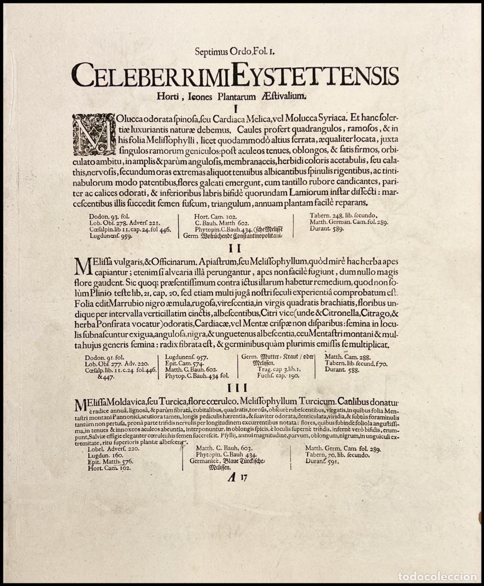 Arte: BASILIUS BESLER - MOLUCCA LEVIS - 1713 - Foto 2