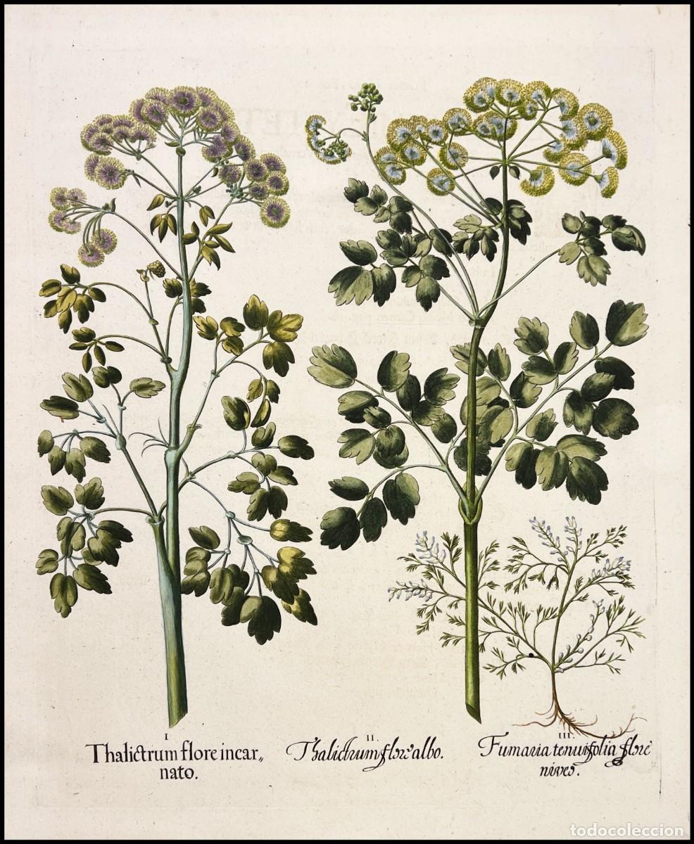 Arte: BASILIUS BESLER - THALICTRUM FLORE INCARNATO - 1713 - Foto 1