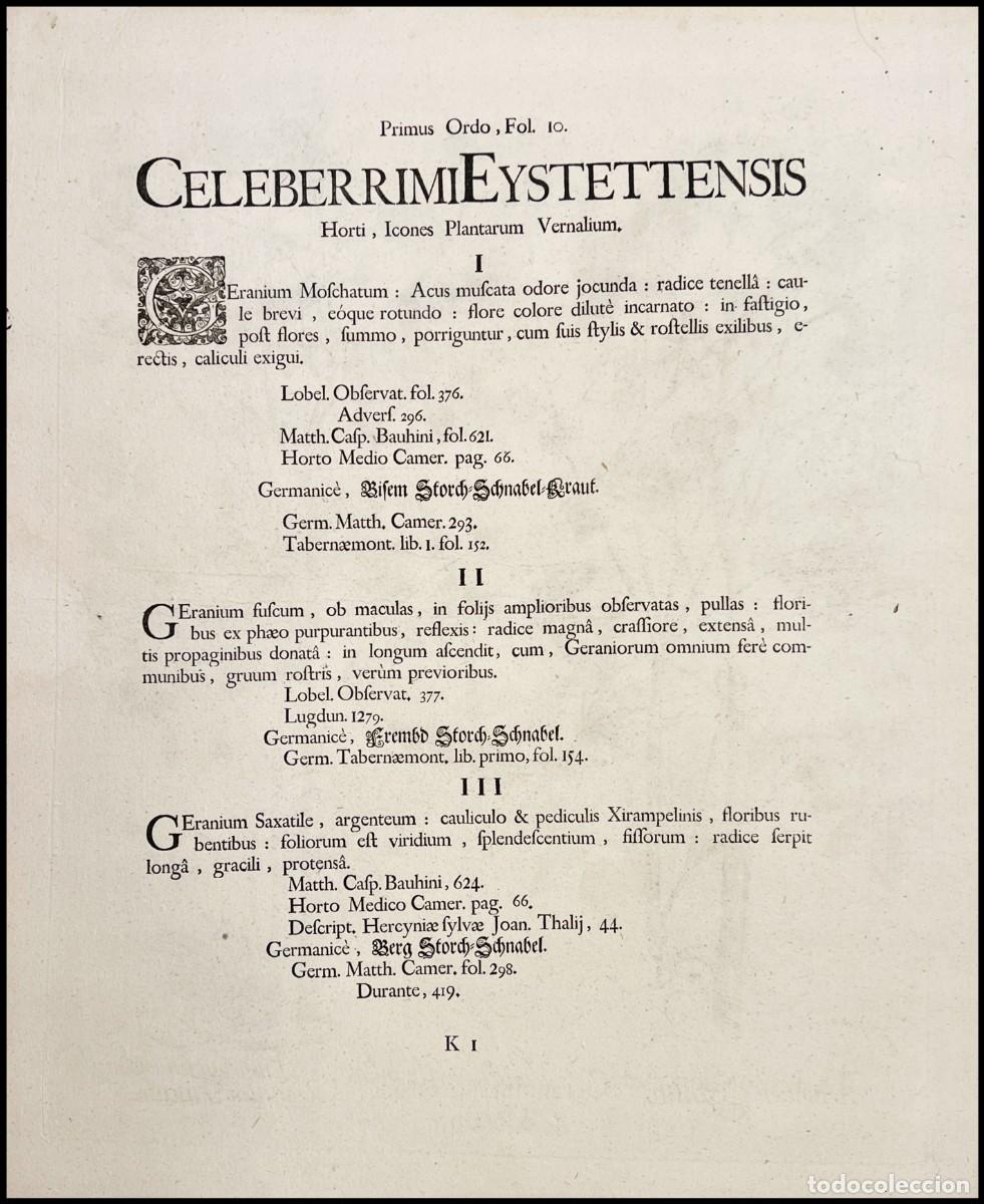 Arte: BASILIUS BESLER - THALICTRUM FLORE INCARNATO - 1713 - Foto 2