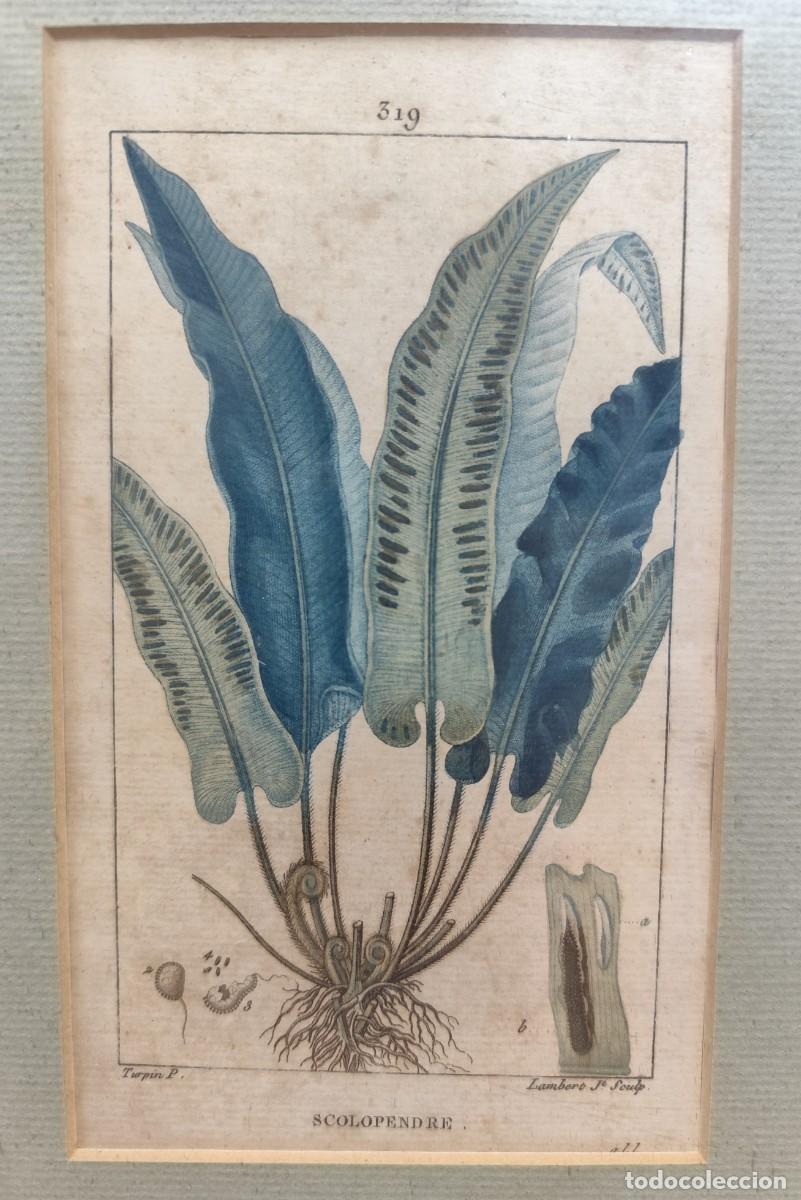 Arte: Cuadro con grabados de flores - Foto 3