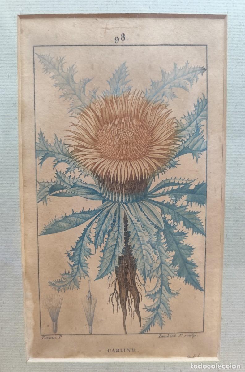 Arte: Cuadro con grabados de flores - Foto 5