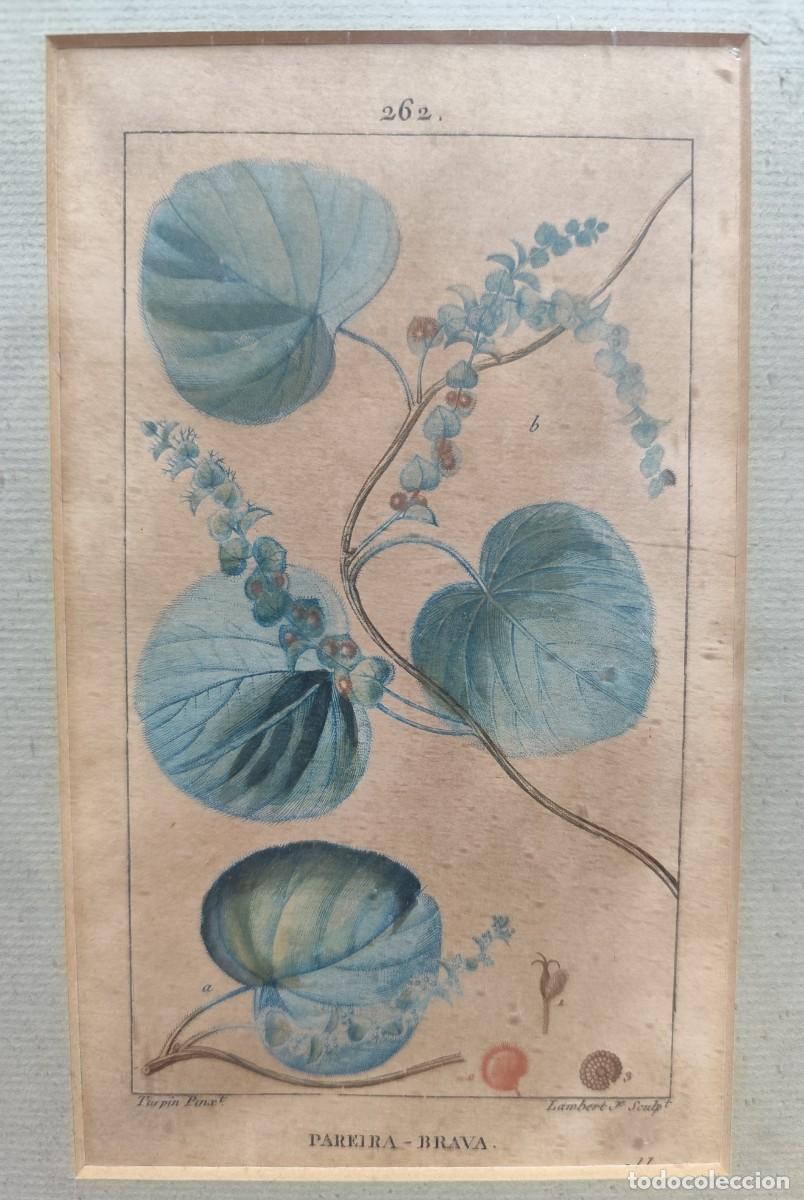 Arte: Cuadro con grabados de flores - Foto 6