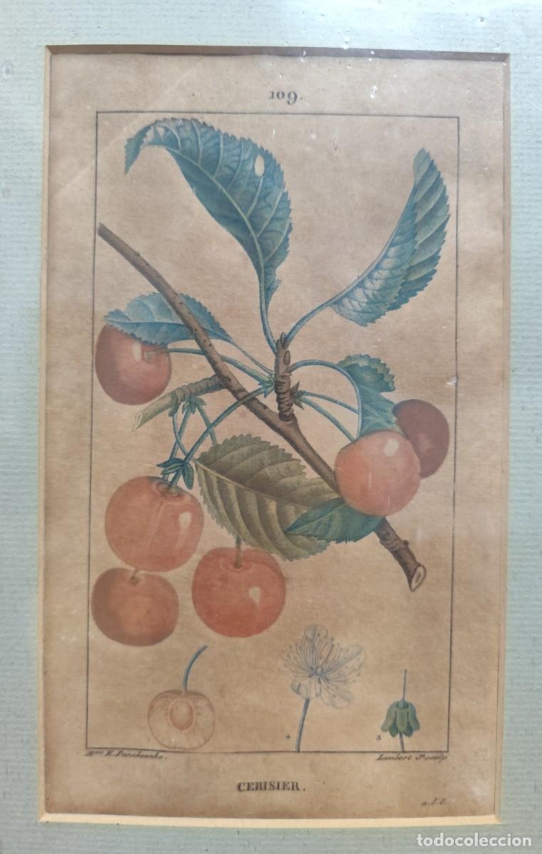 Arte: Cuadro con grabados de flores - Foto 3