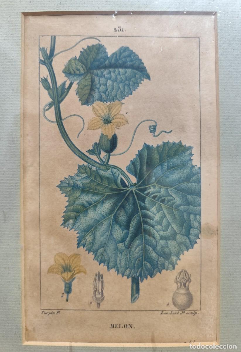 Arte: Cuadro con grabados de flores - Foto 4