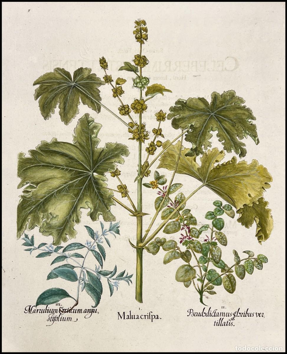 Arte: BASILIUS BESLER - MALVA CRISPA - 1713 - Foto 1