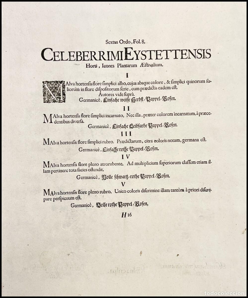 Arte: BASILIUS BESLER - MALVA CRISPA - 1713 - Foto 2