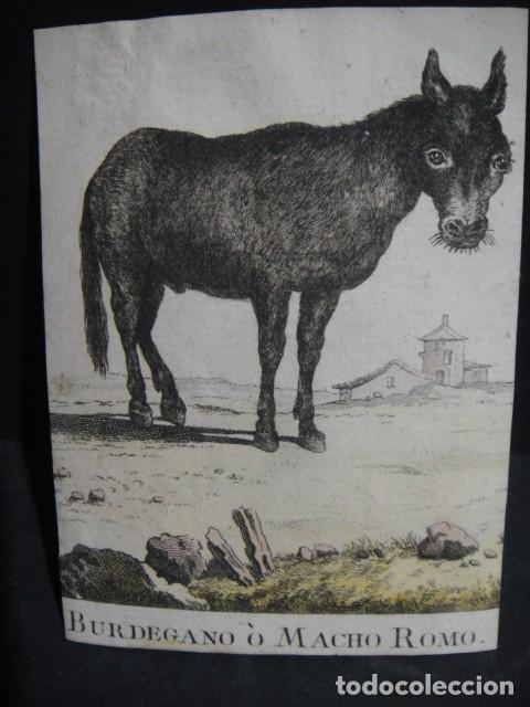 Arte: burdegano - grabado siglo XVIII - Foto 1